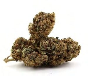 Buy WATERMELON COOKIES WEED STRAIN