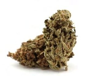 Buy MANGO KUSH - cannabis buds