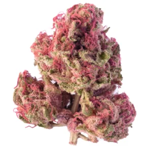 Orange Sherbet Hybrid weed strain