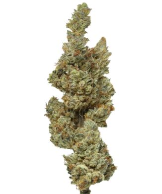 Buds WHITE WIDOW